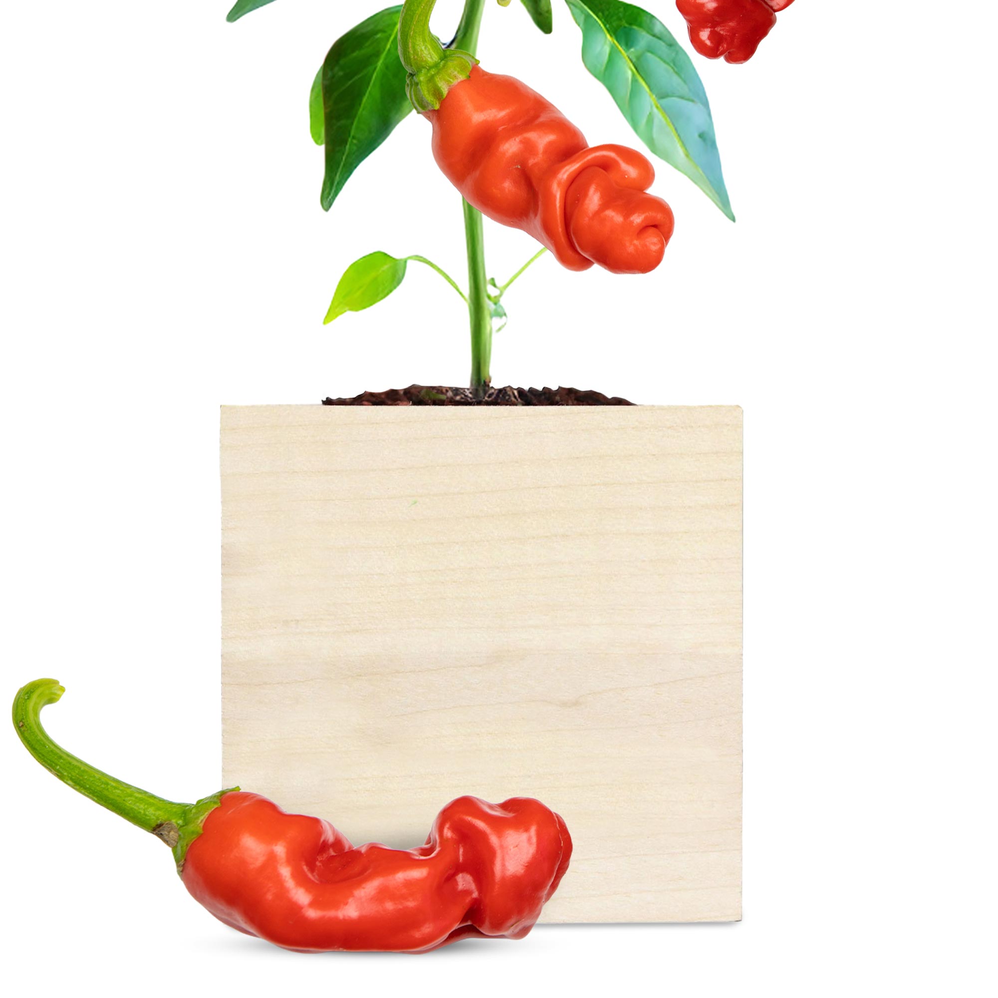 Eco Holzwürfel Chili Willy