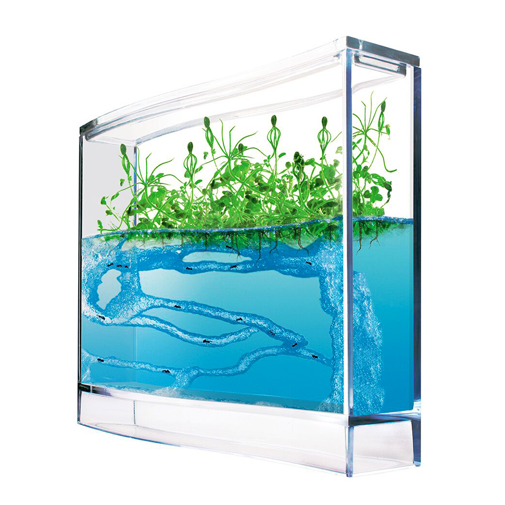 Ameisen Terrarium mit Gel Ökosystem