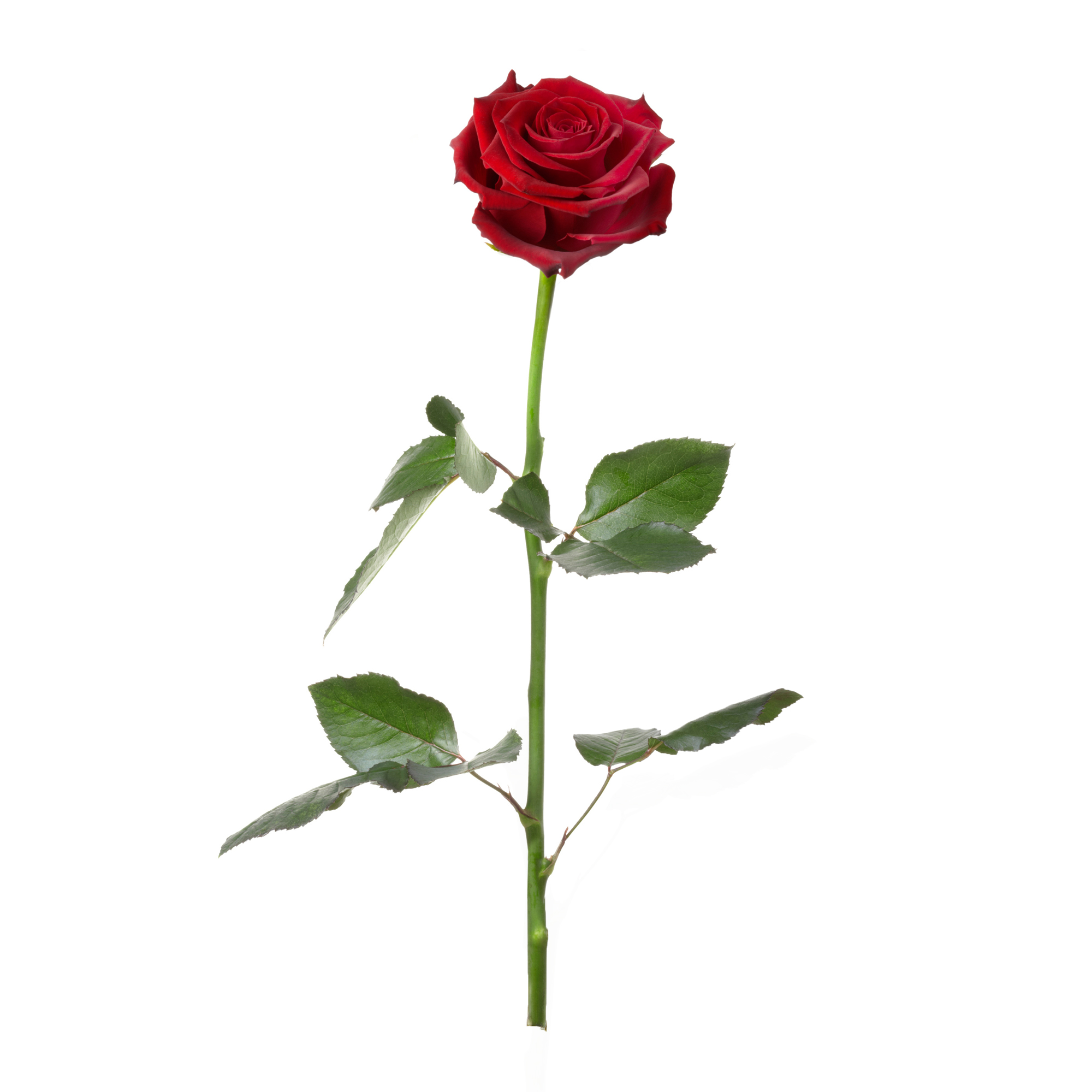 Unvergängliche Rose - Geschenkidee Valentinstag