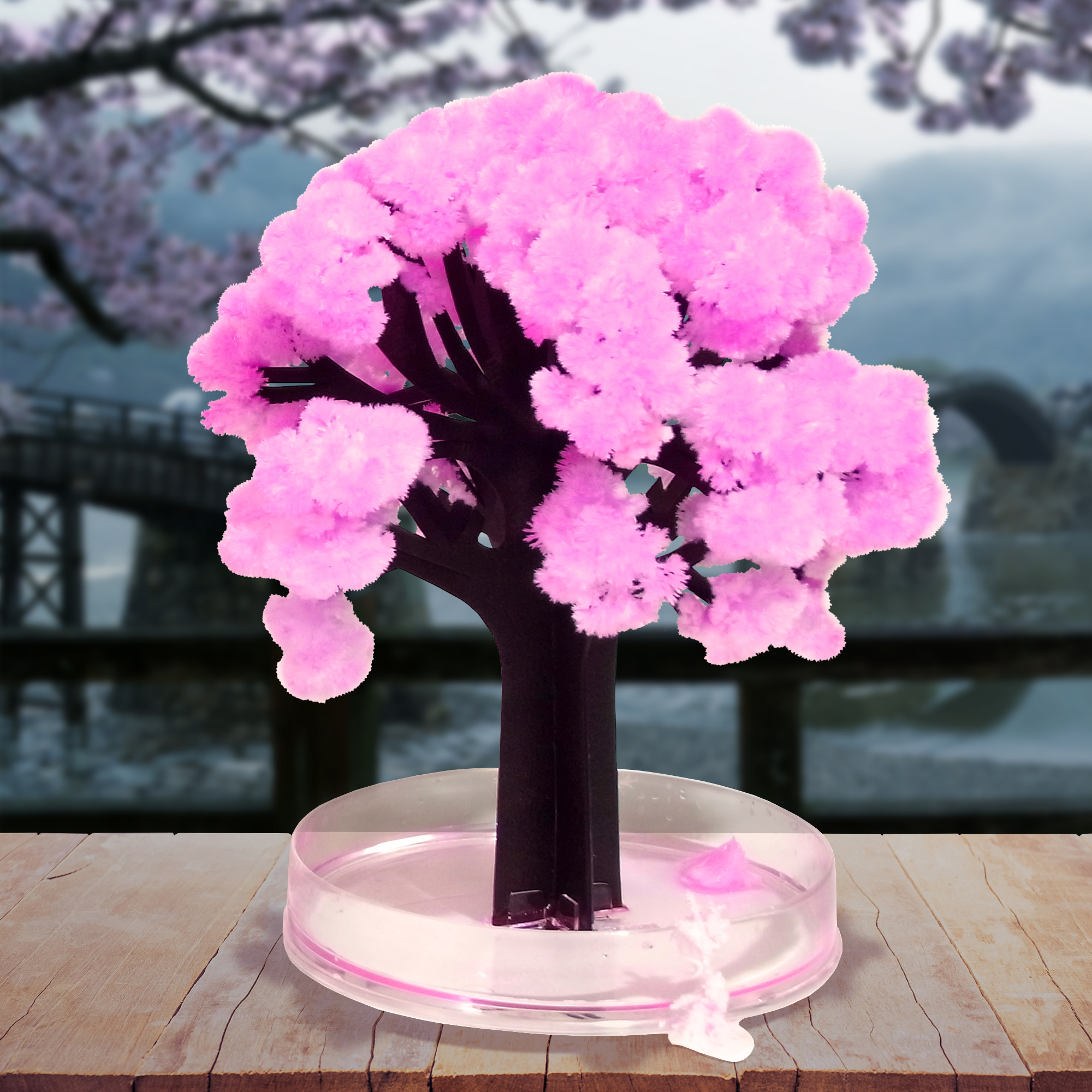 Miniaturbaum Magic Sacura
