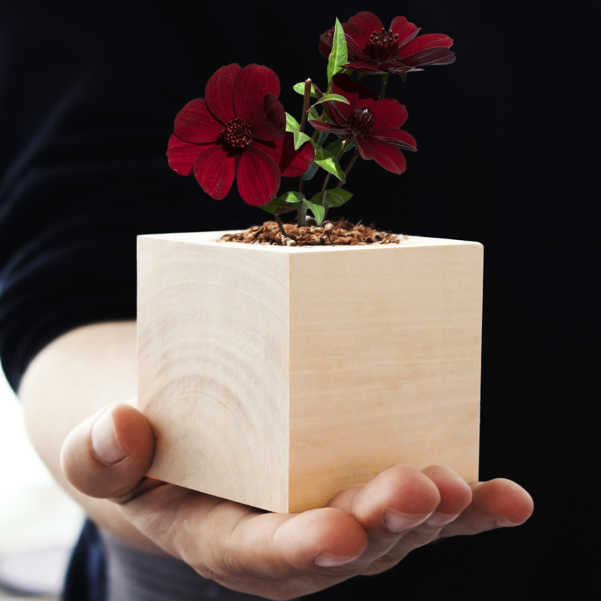 Schokoladenblume im Holzwürfel Anzuchtset, Pflanzwürfel mit Pflanzensamen, Duftende Blume zum Züchten, Schokoblume im Eco Cube Set