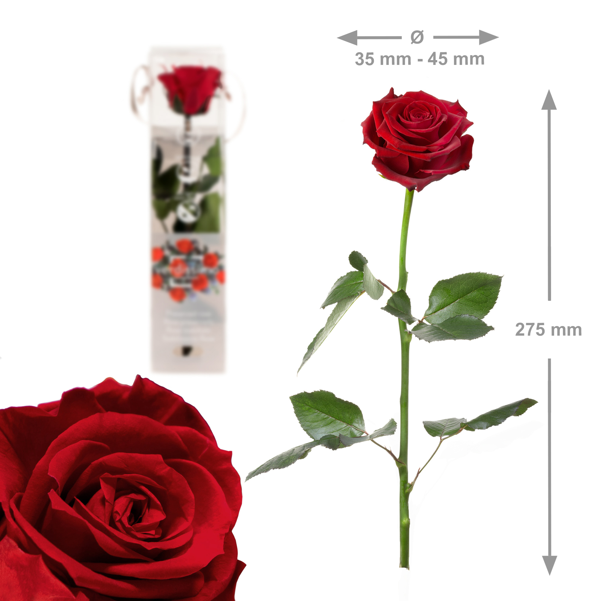 Unvergängliche Rose - Geschenkidee Valentinstag