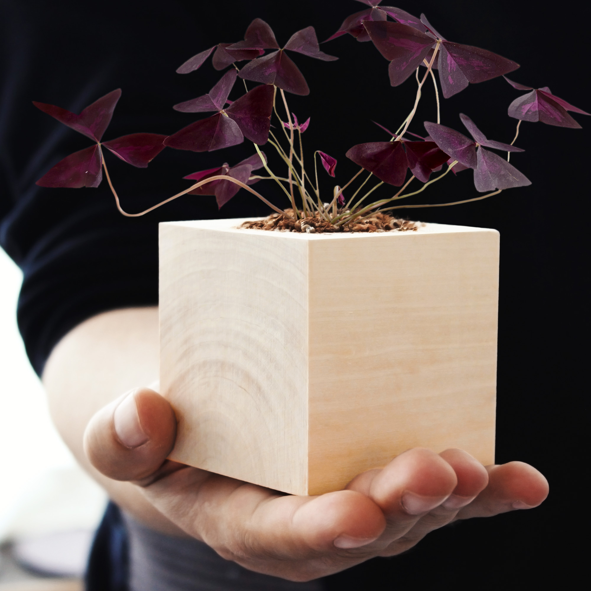 Ökologisches Klee Pflanzset, Herzblattklee im Holzwürfel züchten, Roter Glücksklee im Eco Cube, Kompostierbares Anzuchtset für Dreiecksklee
