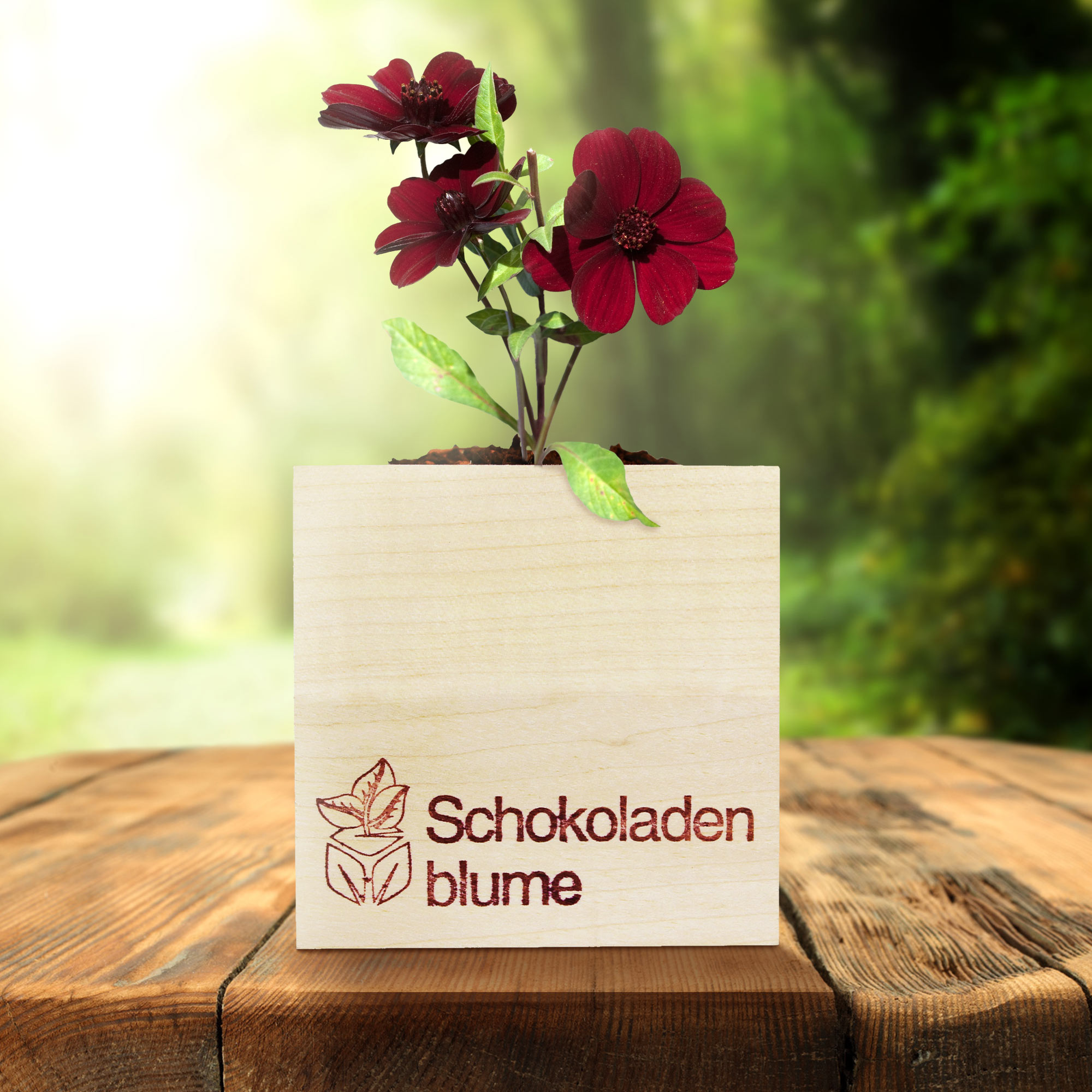 Schokoladenblume im Holzwürfel Anzuchtset, Pflanzwürfel mit Pflanzensamen, Duftende Blume zum Züchten, Schokoblume im Eco Cube Set