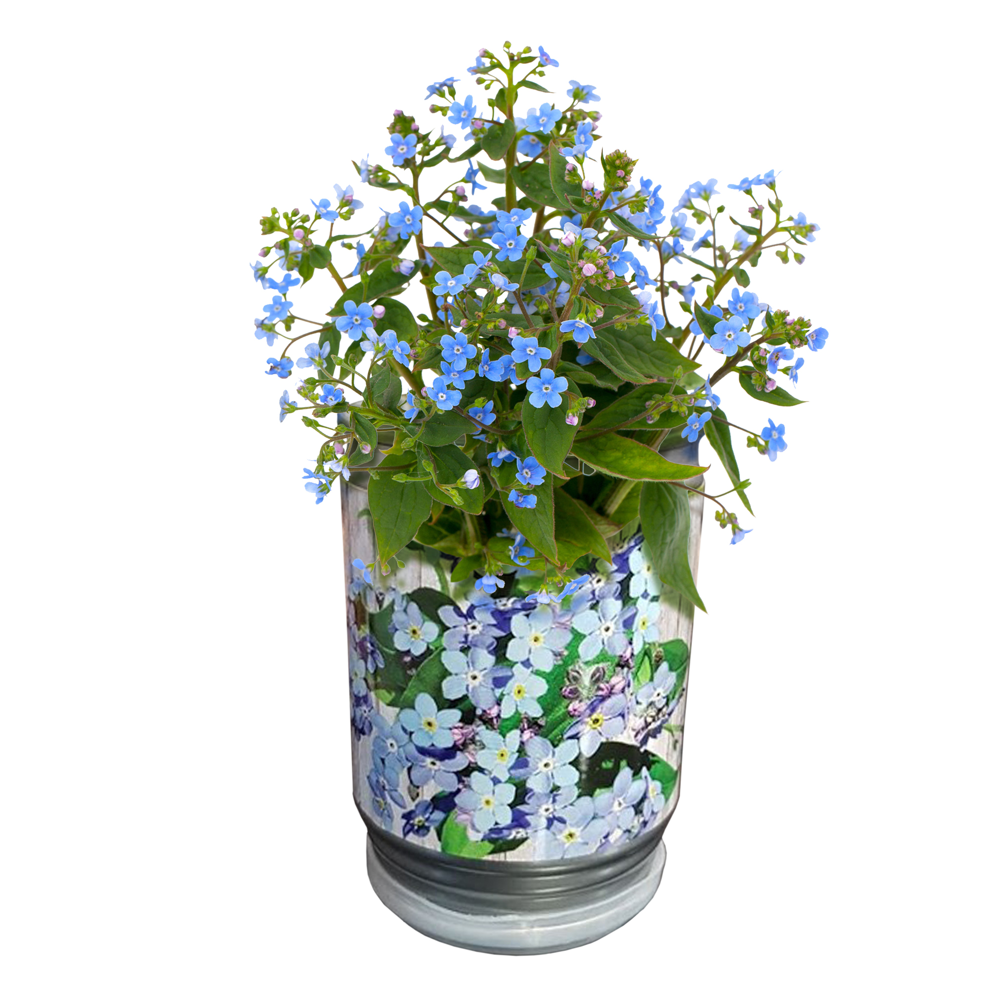 Vergissmeinnicht Dosenpflanze zum selber züchten, Vergiss mein nicht Blume im Pflanzen-Set mit Saatgut, Blumensamen für Mini Pflanze in der Dose