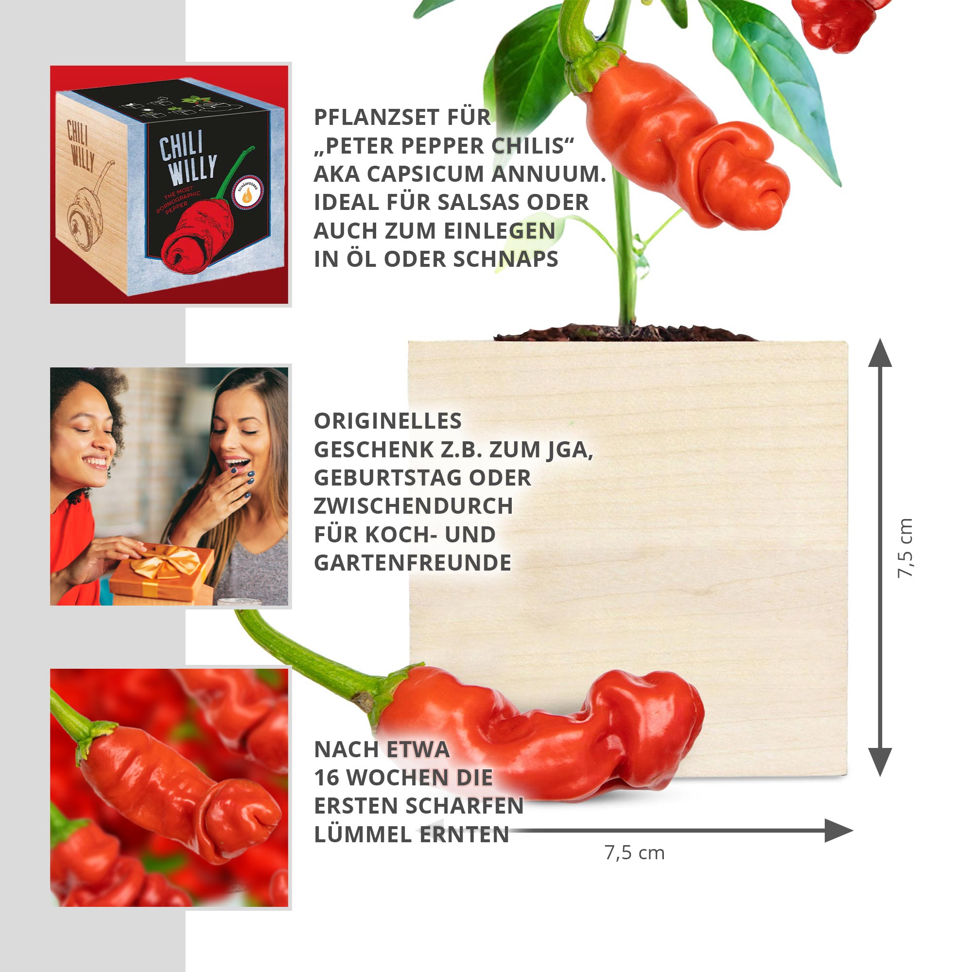 Eco Holzwürfel Chili Willy