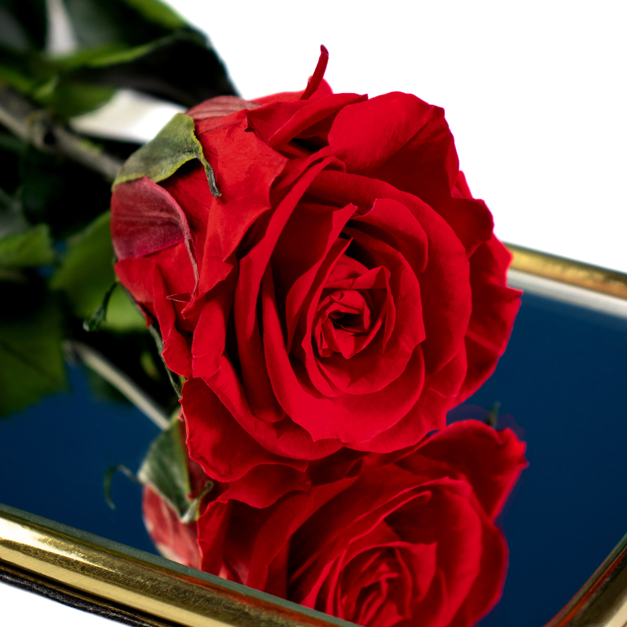 Unvergängliche Rose - Geschenkidee Valentinstag