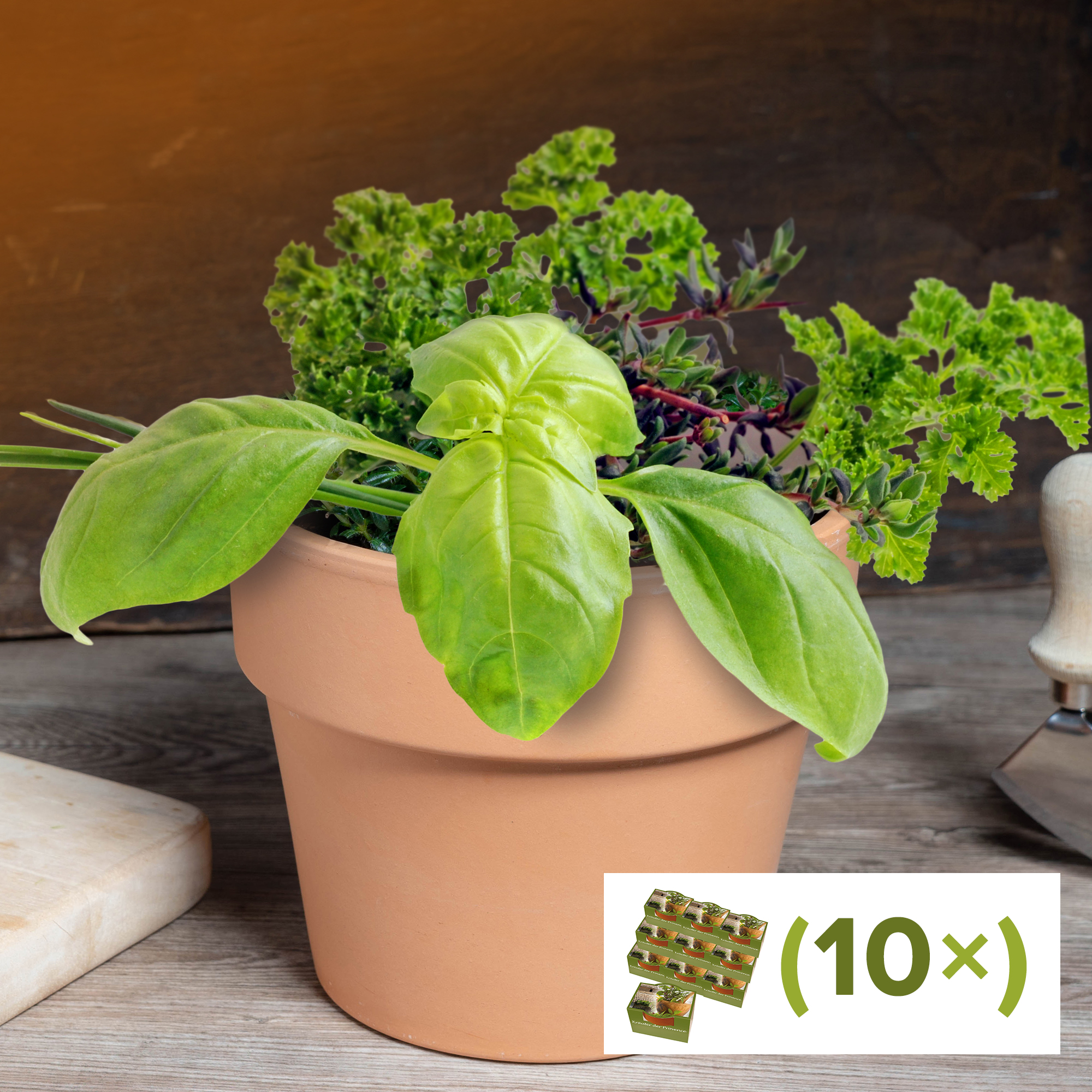 Geschenkset zum selber Pflanzen - Kräuter der Provence