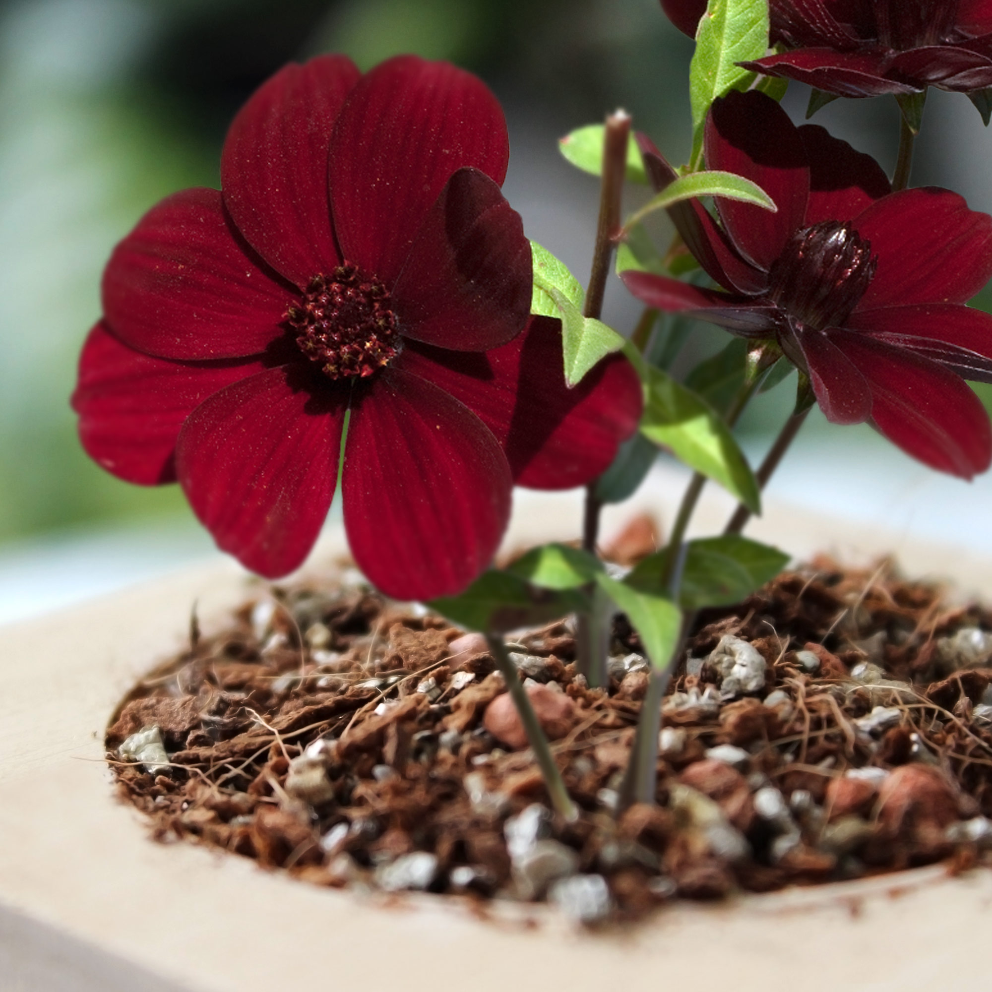 Schokoladenblume im Holzwürfel Anzuchtset, Pflanzwürfel mit Pflanzensamen, Duftende Blume zum Züchten, Schokoblume im Eco Cube Set