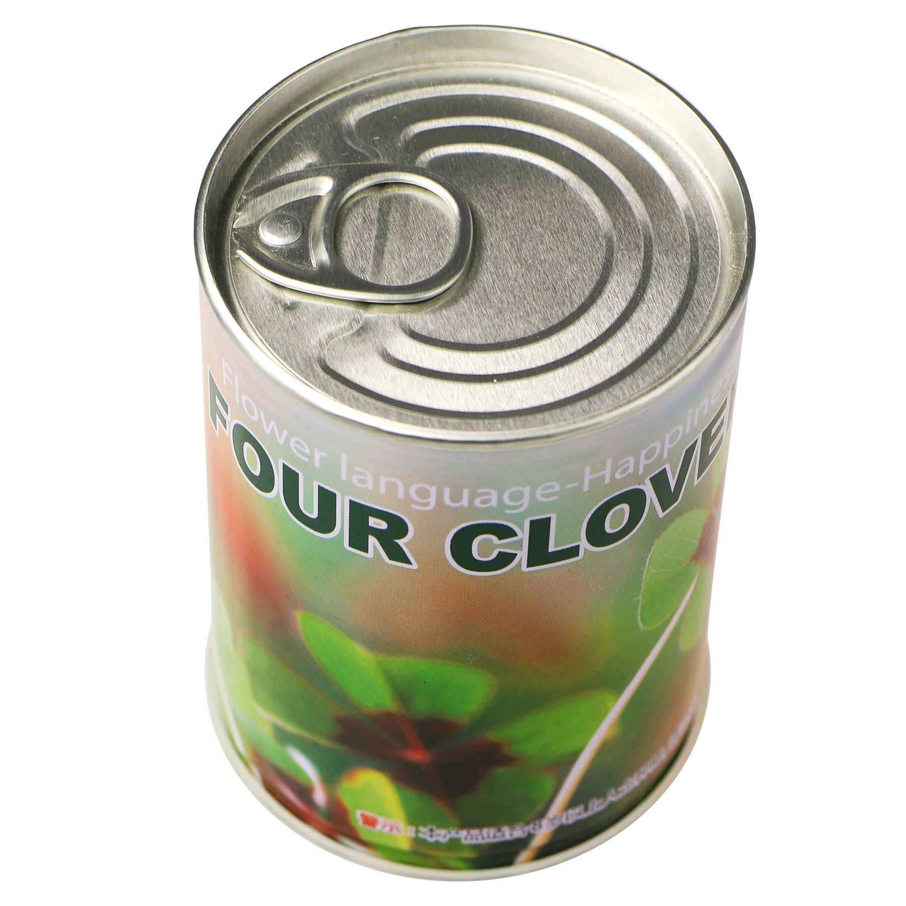 Dosenpflanze Glücksklee