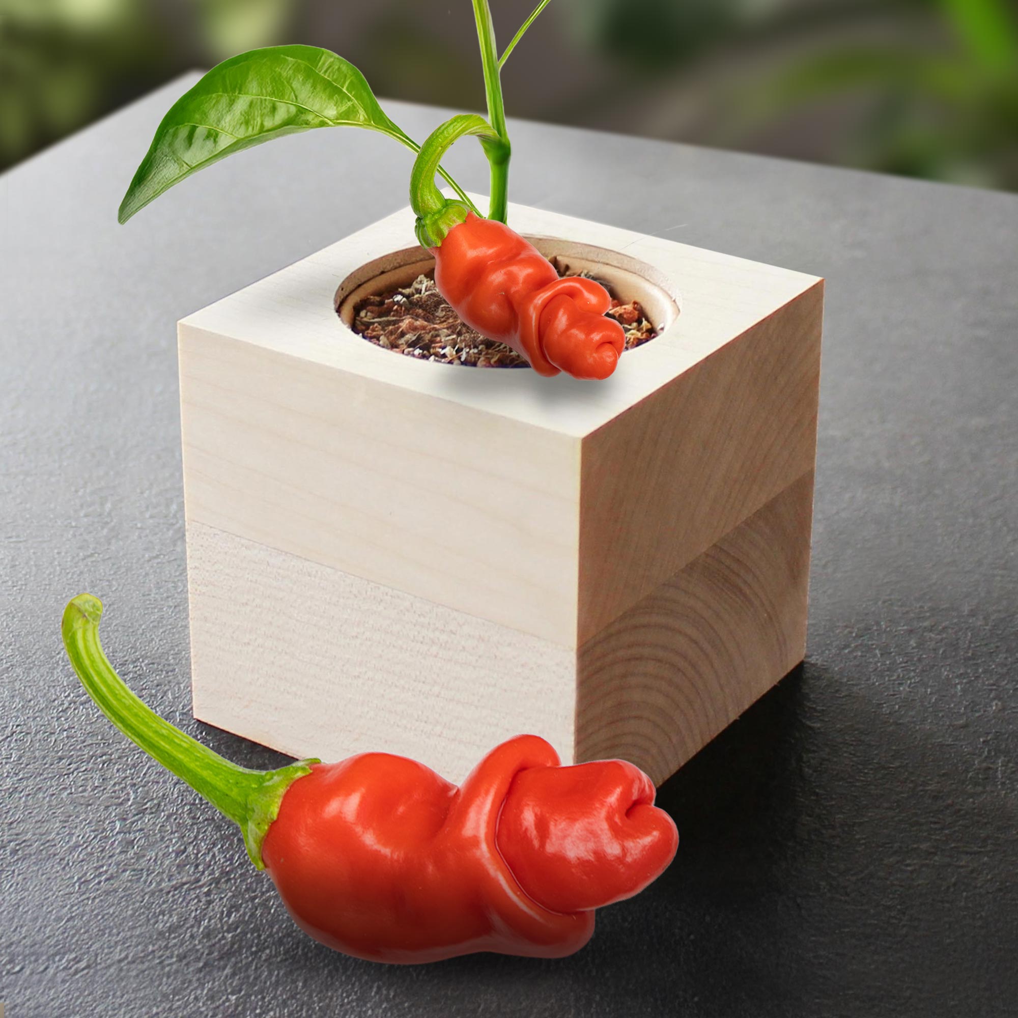 Eco Holzwürfel Chili Willy