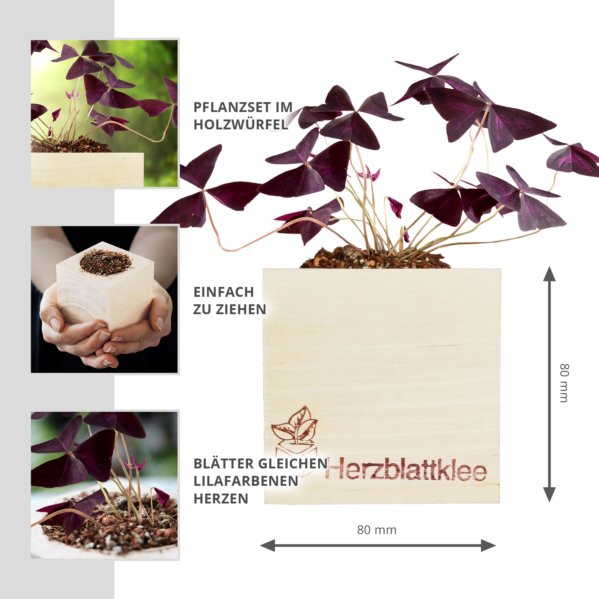 Ökologisches Klee Pflanzset, Herzblattklee im Holzwürfel züchten, Roter Glücksklee im Eco Cube, Kompostierbares Anzuchtset für Dreiecksklee
